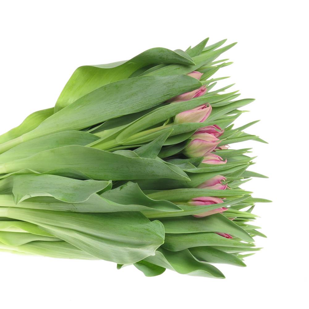 Tulpe pink doppel Cognac 32 Gramm