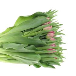 Tulpe pink doppel Cognac 32 Gramm