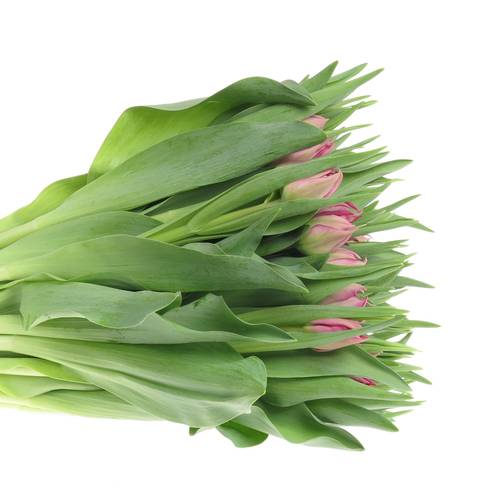 Tulpe pink doppel Cognac 32 Gramm