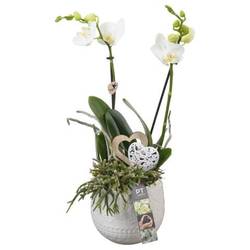 Mutter.Arr PTVMB4775 T14 H044