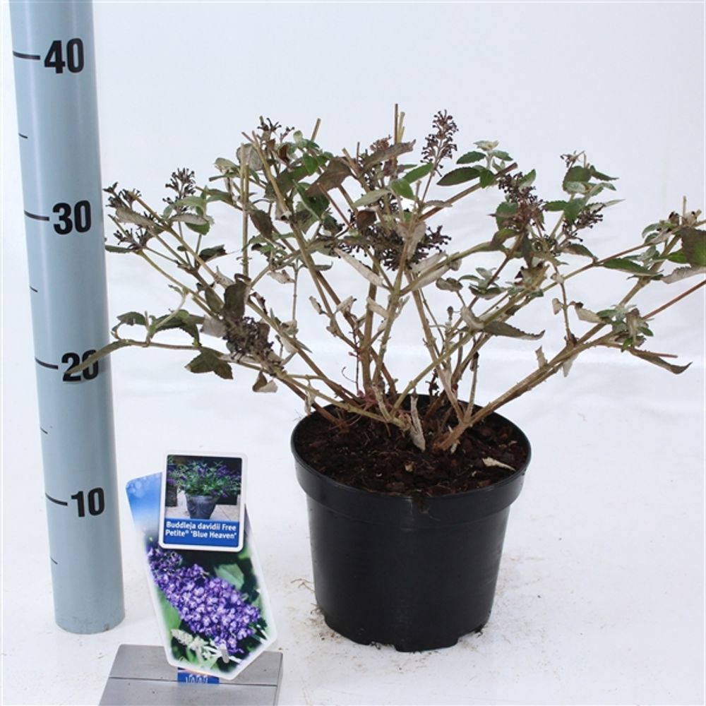 Buddleja Davidii lila Blue Heaven T17 H020