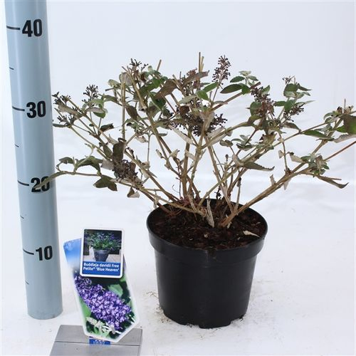 Buddleja Davidii lila Blue Heaven T17 H020