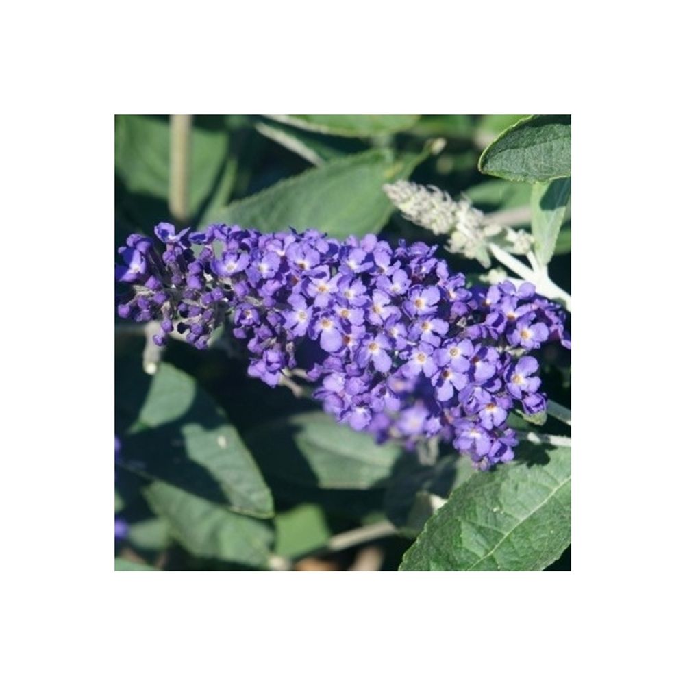 Buddleja Davidii lila Blue Heaven T17 H020