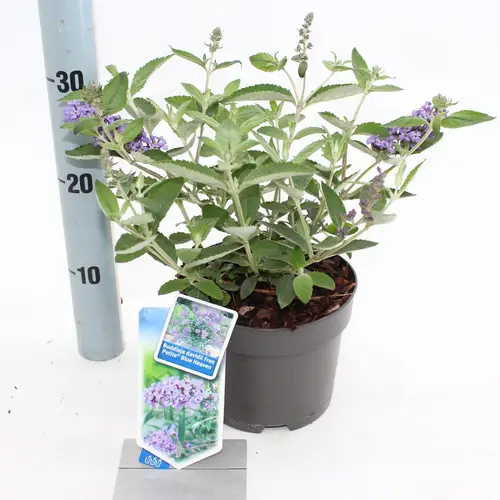 Buddleja Davidii lila Blue Heaven T17 H020