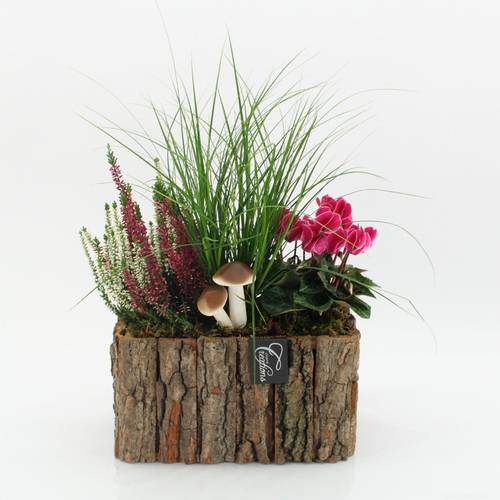 Garten.Arr-2516 Herbst T26 H040
