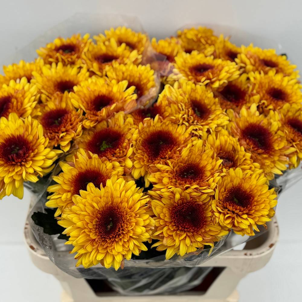 Chrys.Deko gelb-braun Podolsk 80Gramm 75cm DE