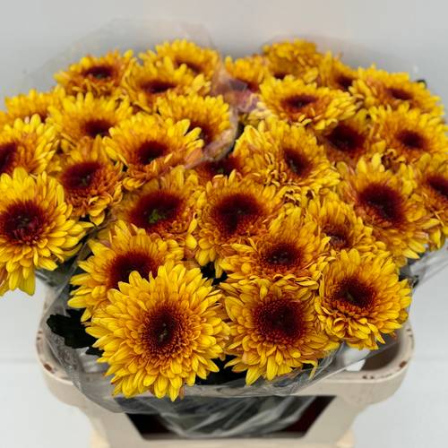 Chrys.Deko gelb-braun Podolsk 80Gramm 75cm DE