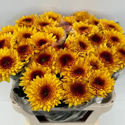 Chrys.Deko gelb-braun Podolsk 80Gramm 75cm DE