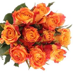Rose orange/rot Silantoi 70cm