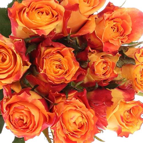 Rose orange/rot Silantoi 70cm