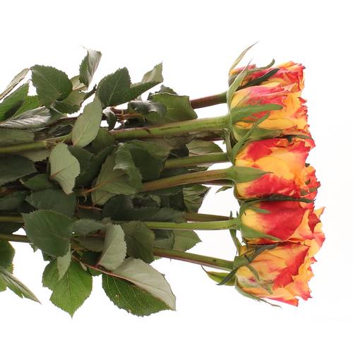 Rose orange/rot Silantoi 70cm