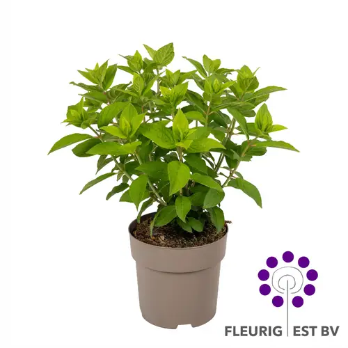 Hortensie Paniculata Panflora 7+Blüte T17 H045