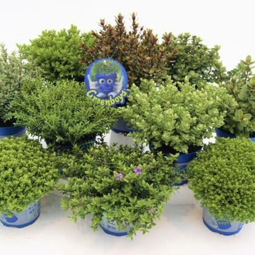 Hebe Armstrong mix Green Boys T12 H020