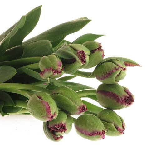 Franz.lila gezackt Gorilla 37 Gramm 50cm