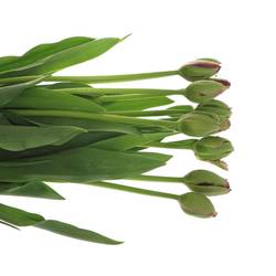 Franz.lila gezackt Gorilla 37 Gramm 50cm