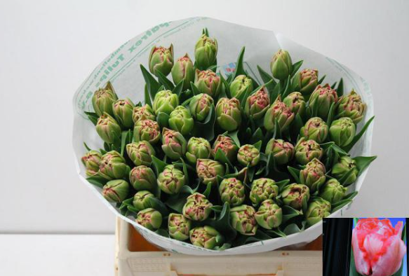 Tulpe rosa doppel Quinty dream 31 Gramm