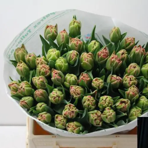 Tulpe rosa doppel Quinty dream 31 Gramm