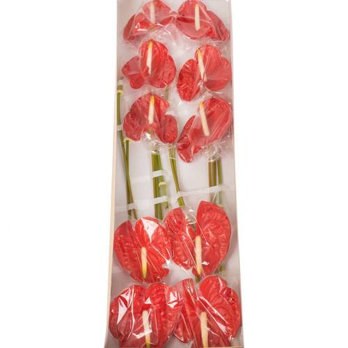 Anthurium rot Butterfly Blüte 15cm