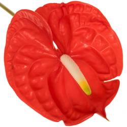 Anthurium rot Butterfly Blüte 15cm
