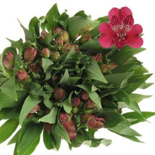 Alstroemerie rosa Rome 85 Gramm 75cm