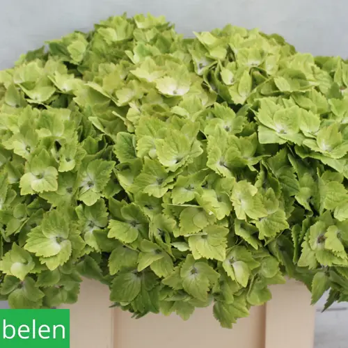 Hortensie hell grün Noblesse Bol 20cm 55cm