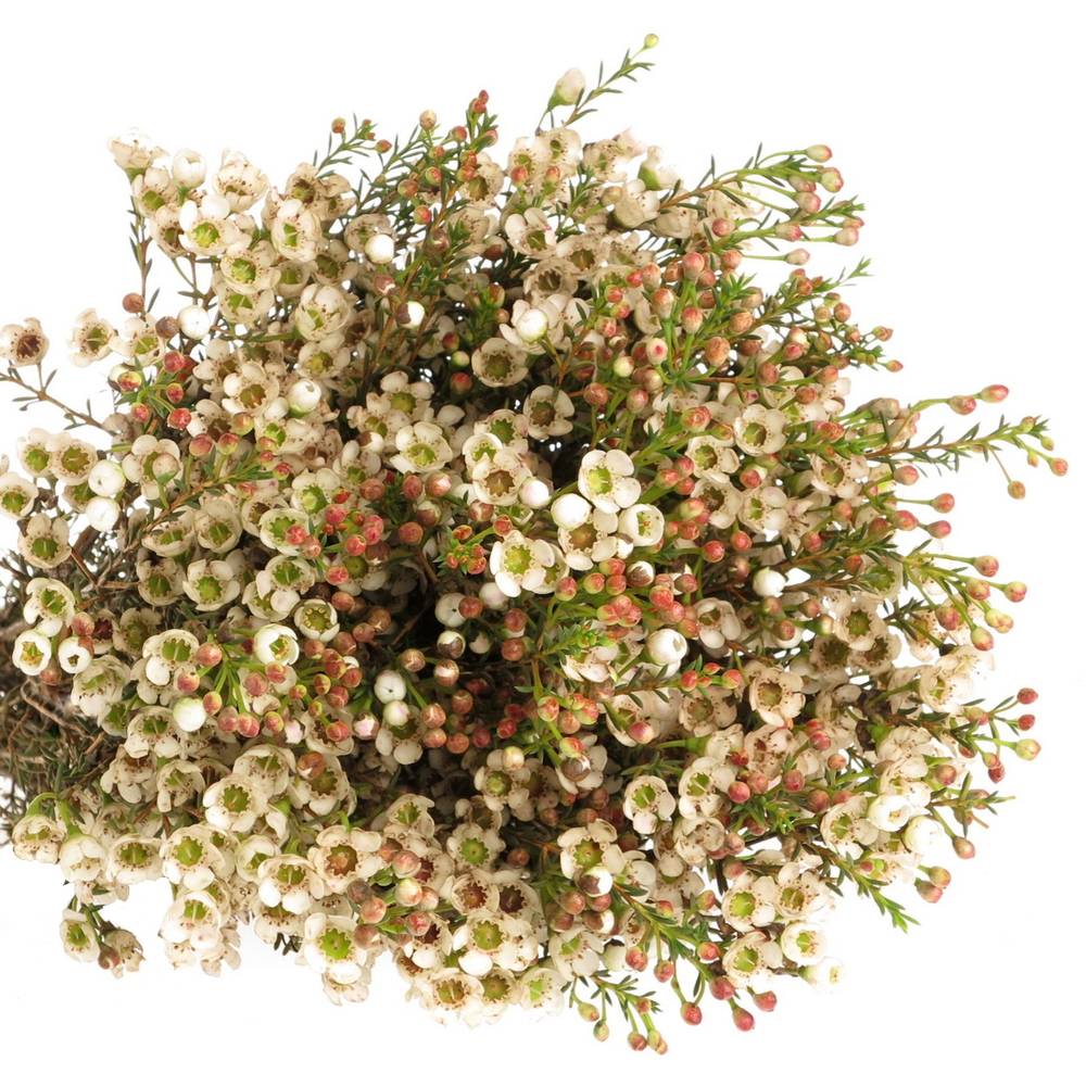 Wachsflower weiss Guy 30 Gramm 60cm