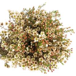 Wachsflower weiss Guy 30 Gramm 60cm