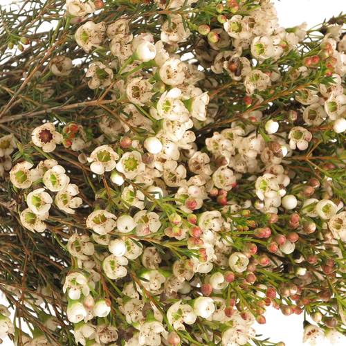 Wachsflower weiss Guy 30 Gramm 60cm