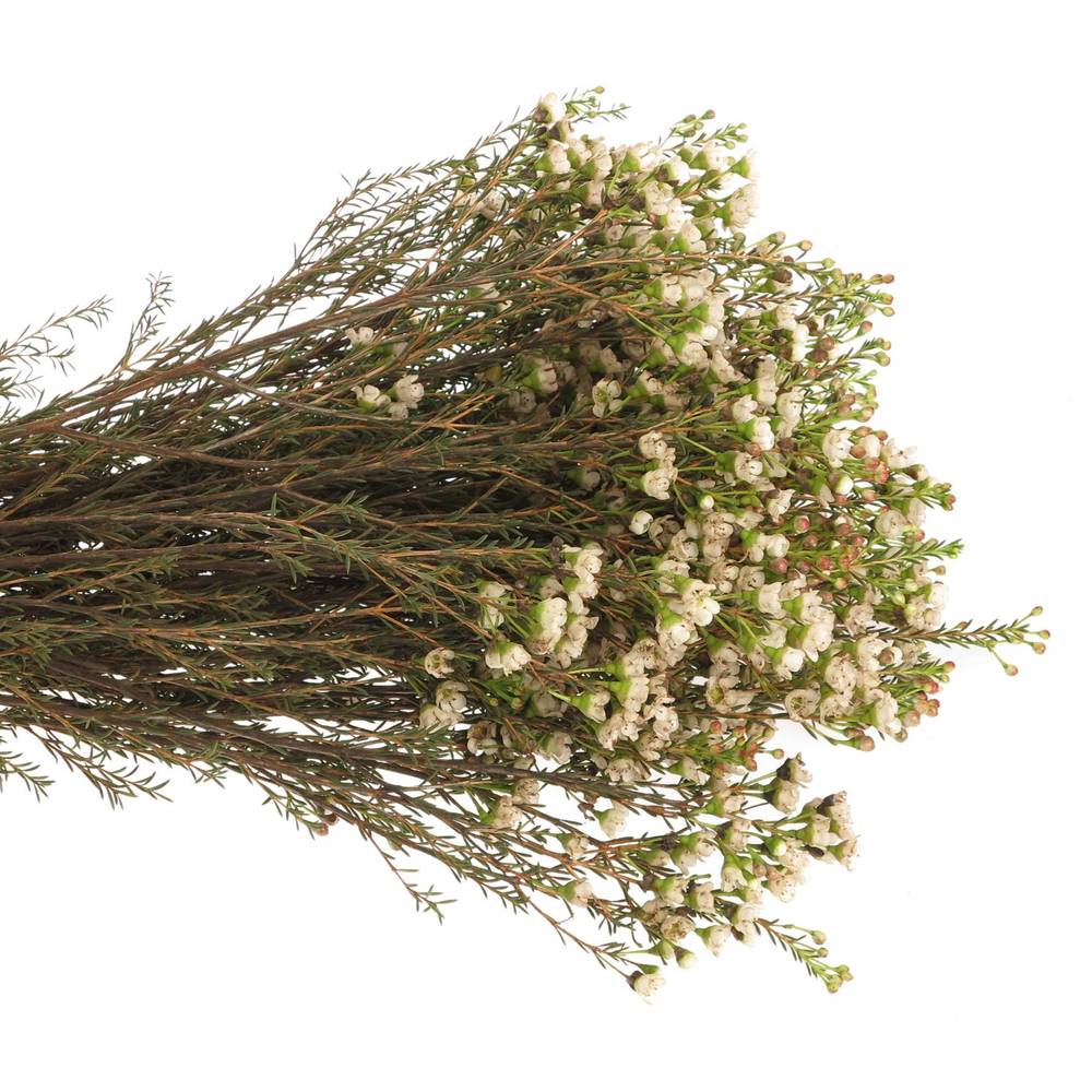 Wachsflower weiss Guy 30 Gramm 60cm