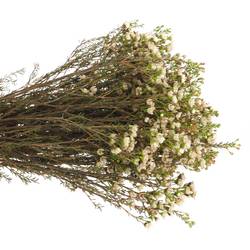 Wachsflower weiss Guy 30 Gramm 60cm