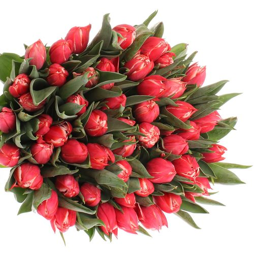 Tulpe rot/creme doppel Champion 28 Gramm