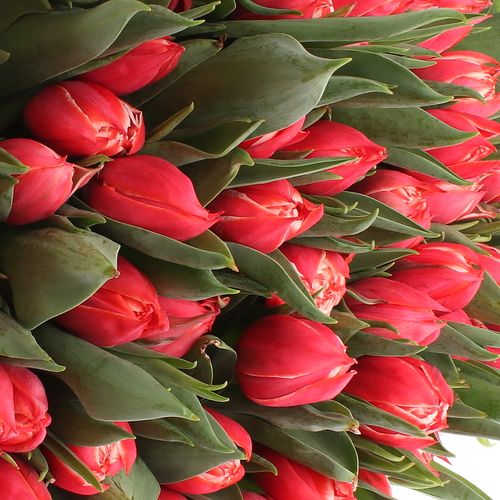 Tulpe rot/creme doppel Champion 28 Gramm