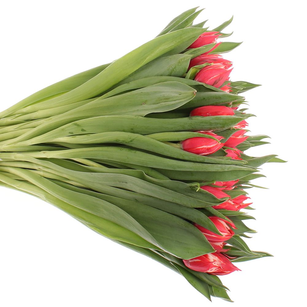 Tulpe rot/creme doppel Champion 28 Gramm