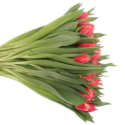 Tulpe rot/creme doppel Champion 28 Gramm