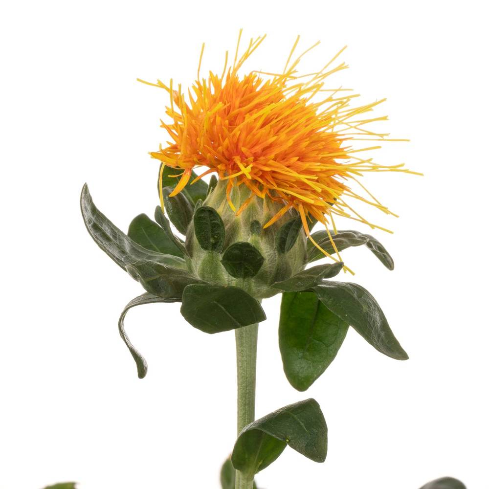 Carthamus orange Zanzibar 80 cm x 20