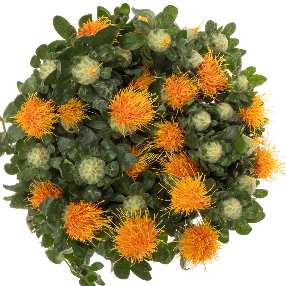 Carthamus orange Zanzibar 80 cm x 20