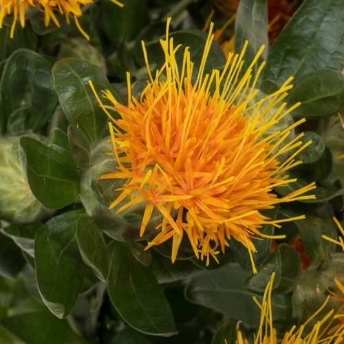 Carthamus orange Zanzibar 80 cm x 20
