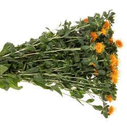 Carthamus orange Zanzibar 80 cm x 20