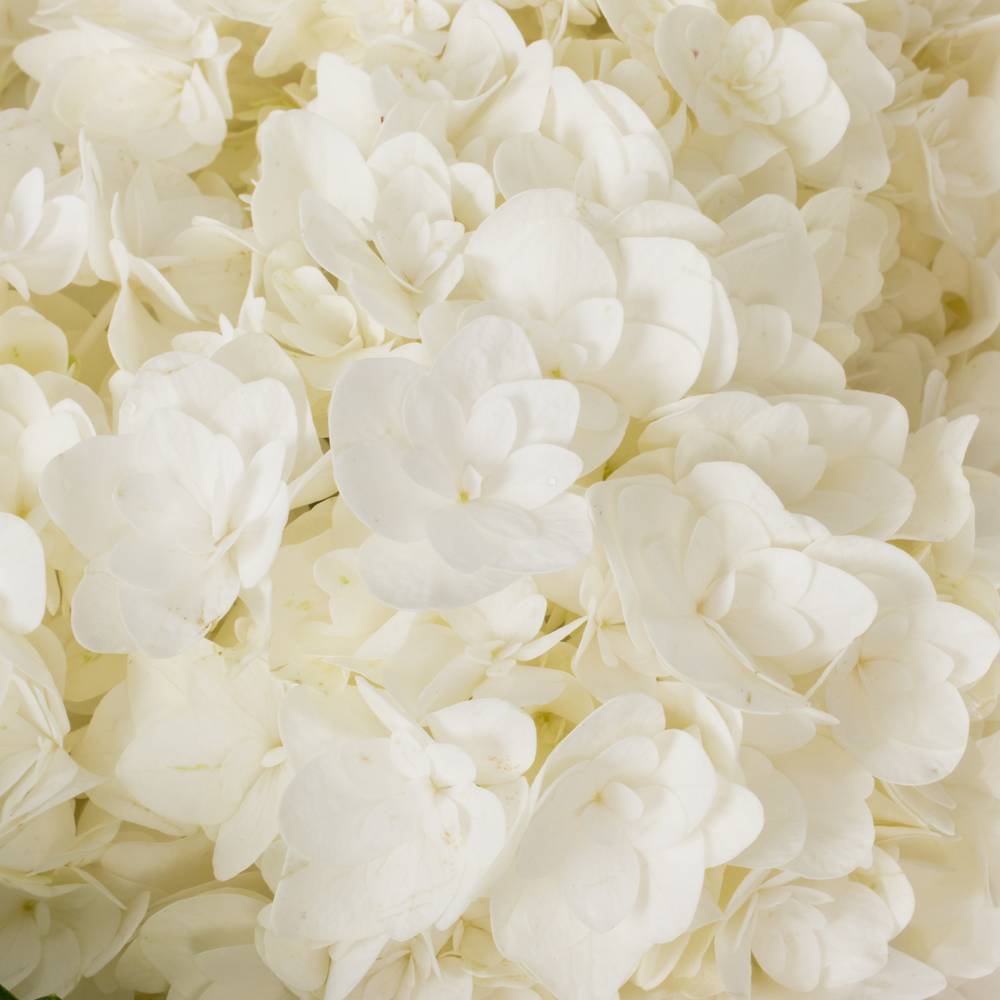 Hortensie weiss Beau Happy Bol 19cm 80cm