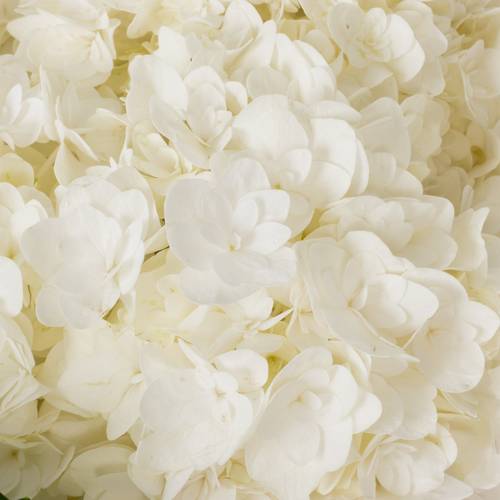 Hortensie weiss Beau Happy Bol 19cm 80cm