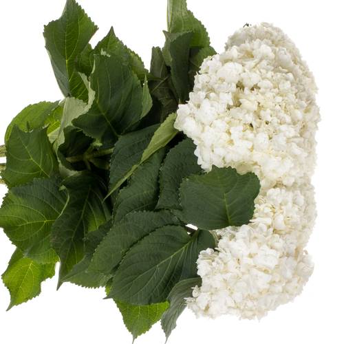 Hortensie weiss Beau Happy Bol 19cm 80cm