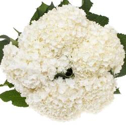 Hortensie weiss Beau Happy Bol 19cm 80cm
