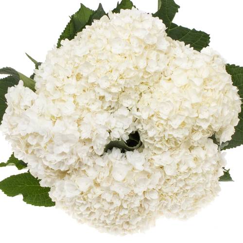 Hortensie weiss Beau Happy Bol 19cm 80cm