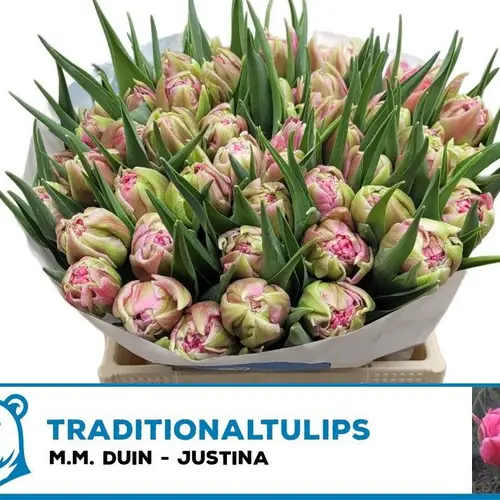 Tulpe rosa doppel Justina 41Gramm