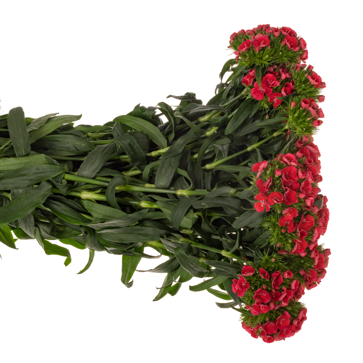 Bartnelke rosa Early 55cm