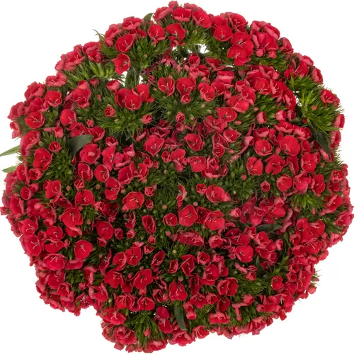 Bartnelke rosa Early 55cm