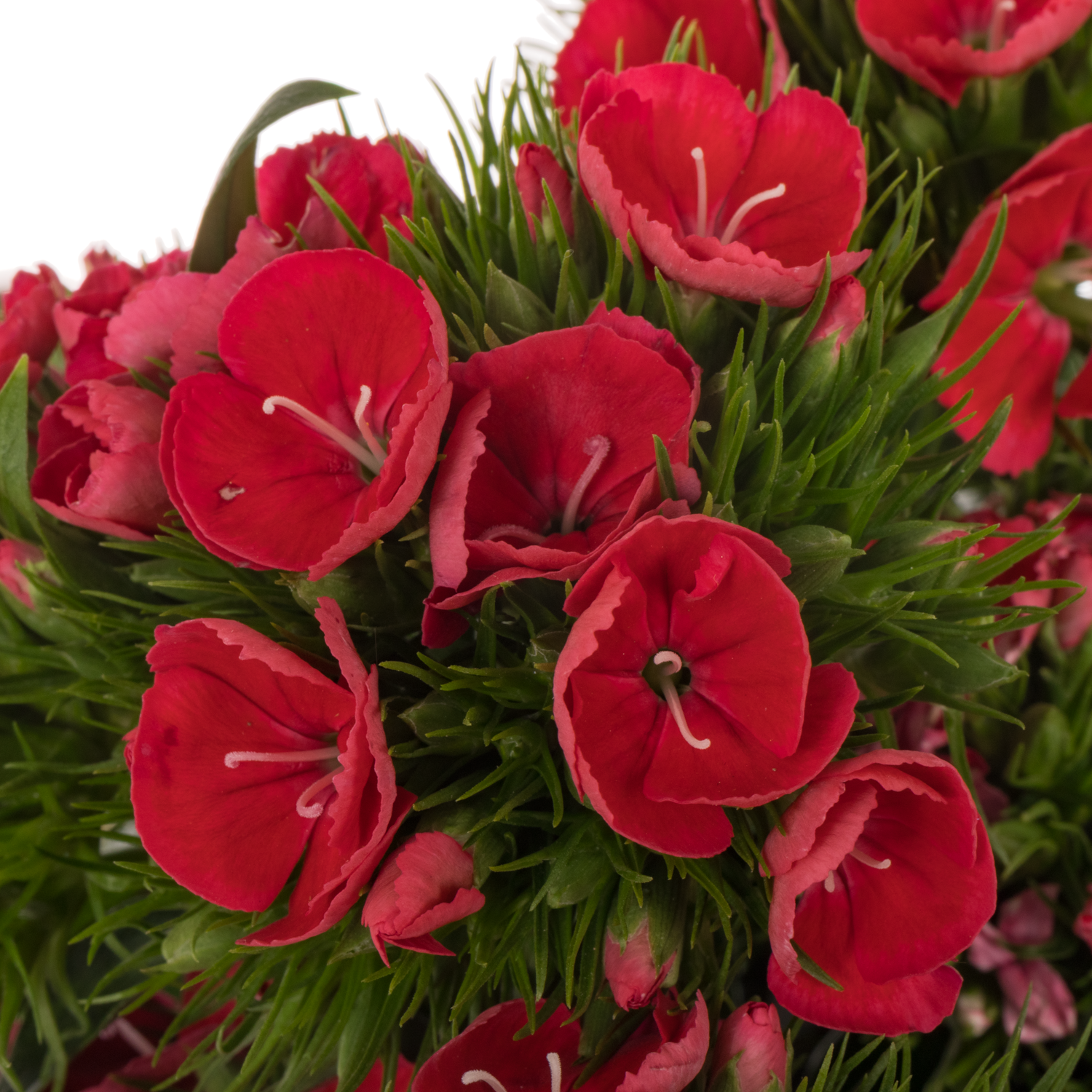 Bartnelke rosa Early 55cm