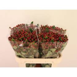 Hypericum dunkel braun Maroon 70cm