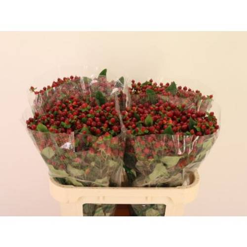 Hypericum dunkel braun Maroon 70cm