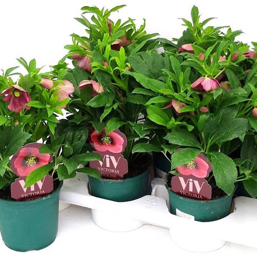 Helleborus rosa Hybrid VIV Victoria T14 H035